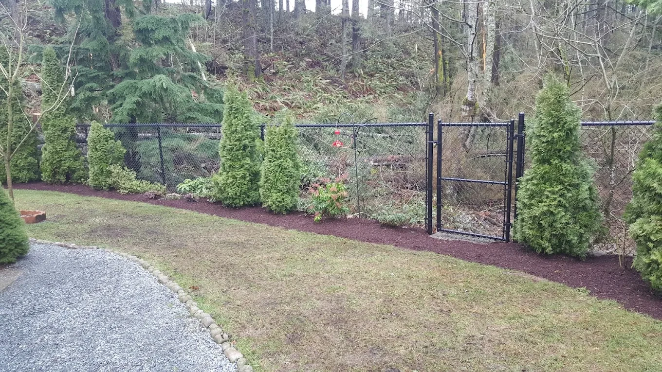 Fenced backyard with evergreen landscaping