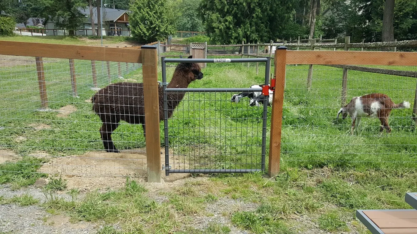Goats grazing in fenced farm pasture